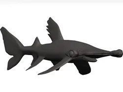 Hammerhead shark