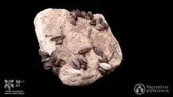 Mejillón cebra (Dreissena polymorpha)