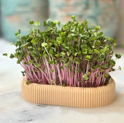 Other STL Download - Long Microgreens Growing Kit – Custom Name | No Supportby Vireo Studio