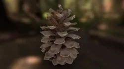 Pinecone 3D scan