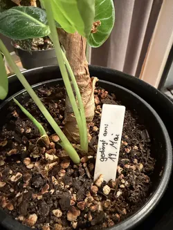 Plant label