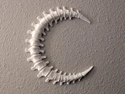 Spinal Moon Wall Decoration - 2 Hour Print
