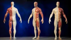 Digital Anatomy™ 3D Printing  with J750 Stratasys | 3DMan Studio