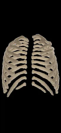 Adult Ribs from CT Scan | TRINOTA