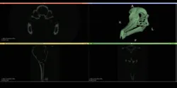 Bird Skull from CT Scan | TRINOTA