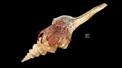 CC0 アカボシヤドカリ Sprinkled Hermit Crab, D. aspersus