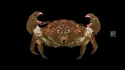 CC0 カイカムリ 🦀 ♂ Japanese Sponge Crab, L. dehaani