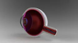 Human Eye Model