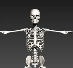 Human Skeleton used for a Parametric Gait Study