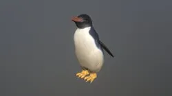 pingüino rockhopper