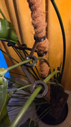 PLANT STEM SUPPORTS