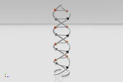 structura adn - DNA structure