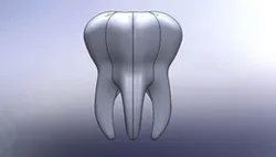 Teeth