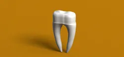 Teeth