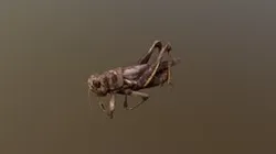 Grasshopper
