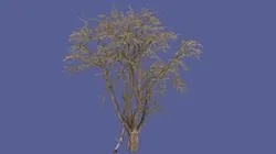 pear tree mesh photoscan