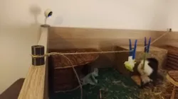 Vegetables rope attachment for guinea pigs