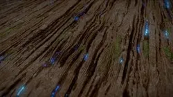 Magical Wood Texture