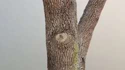 Tree 7