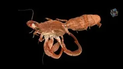 CC0 ケスジヤドカリ Mediterranean Hermit Crab