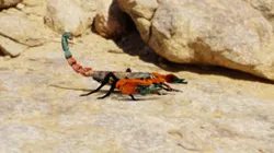 Scorpion