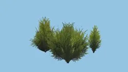 3 pine bushes?