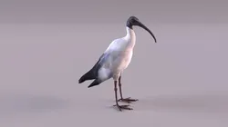 australian ibis