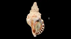 CC0 ナンカイボラ 🐚 Knobbed Triton, Charonia lampas