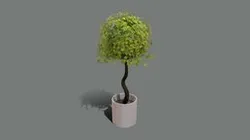 Interior Apple Tree Plant
