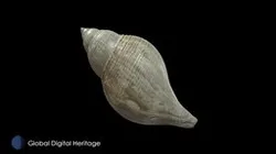 Tulip Snail Shell