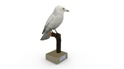 Albino jackdaw