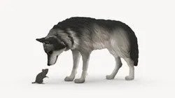wolf and rat 1065