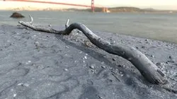 流木
