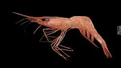 CC0 ホッコクアカエビ 🦐 Alaskan Pink Shrimp, P. eous