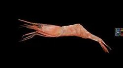 CC0 ホッコクアカエビ 🦐 Alaskan Pink Shrimp, P. eous