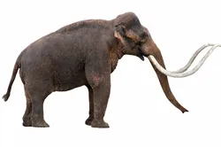 Columbian mammoth