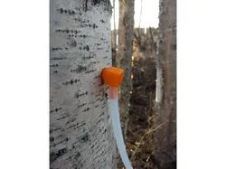 Tree sap tap (spile)