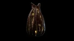 Alien Egg