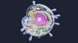 Animal Cell