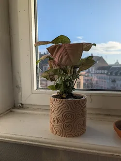 stormplanter