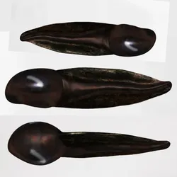 tadpole