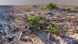 Plants Growing