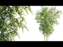 Bamboo Bush - 4K PBR Materials  Low-poly 3D model