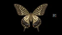 CC0 アゲハ 🦋 Swallowtail Butterfly, Papilio xuthus