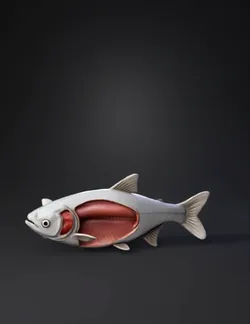 fish anatomy model with musculature displayed through cutaway