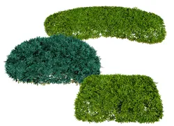 Juniper Bushes