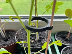 Anillo para plantas / Soporte para plantas - Modelo de impresión 3D gratuito
