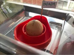 Avoseed (Avocado Seed grower)