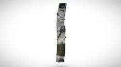 birch tree