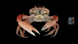 CC0 エンコウガニ 🦀 ♂ Long Armed Crab, C. surgensis